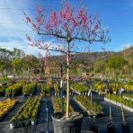 Broskyňa obyčajná (Prunus persica) ´REDHAVEN´ výška: 300 cm, obvod kmeňa: 24/26 cm, kont. C230L - tvarovaná stena